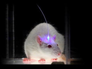 Illustration for article titled Scientists use gene therapy to control fighting and sex